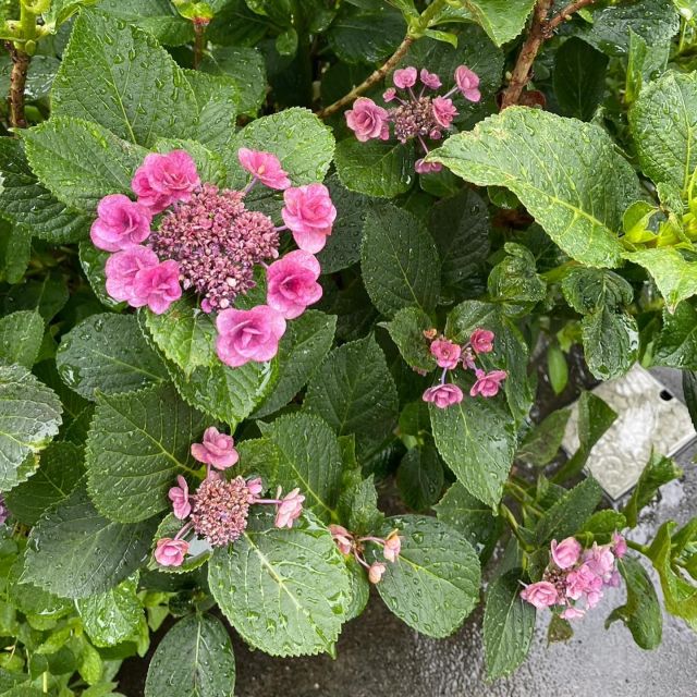 ***
今日は雨☂️
橋本事業所の紫陽花
1枚目が今日
2枚目が先日の晴れた日です。
なんとなくやっぱり紫陽花には雨が似合う！
あまり見たことがない葉の形？？

雨ですが今日も1日頑張りましょう😊✨

#npo法人ここのわ　#就労継続支援a型事業所
#体験大歓迎
#見学大歓迎
#問い合わせ大歓迎
#npo法人ここのわ橋本事業所